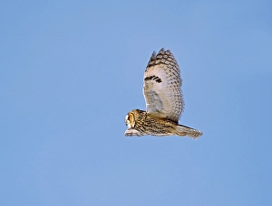 2001 Prints: Long-eared Owl in flight