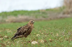 : Long-legged Buzzard, Buteo rufinus