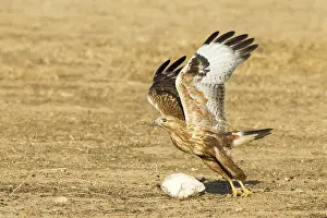 : Long-legged Buzzard, Buteo rufinus