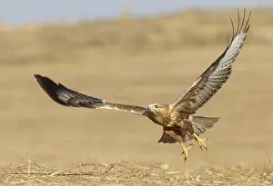 : Long-legged Buzzard, Buteo rufinus