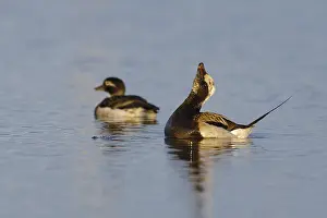 Images Dated 8th June 2018: Long-tailed Duck