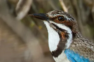 2010 Prints: Long-tailed Ground Roller, Uratelornis chimaera