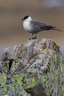 Stercorariidae Prints: Long-tailed Jaeger