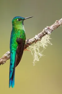 Images Dated 6th December 2009: Long-tailed Sylph