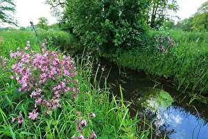 Images Dated 7th June 2013: Loopje