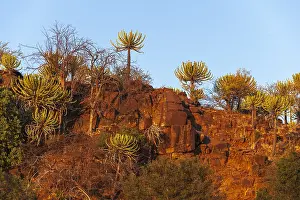 Images Dated 14th June 2013: Low angle view of cliffs lined with strange trees