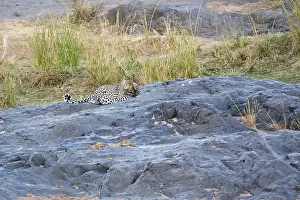 Images Dated 16th September 2008: Luipaard, Leopard, Panthera pardus
