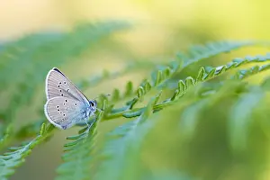 Images Dated 18th July 2018: Macro image of a butterfly