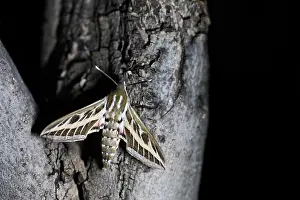 Images Dated 25th April 2019: Macro image of a butterfly
