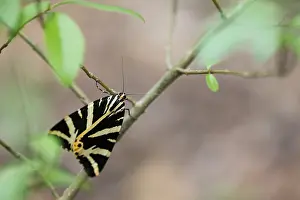 Images Dated 23rd July 2019: Macro image of a butterfly