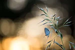 Images Dated 18th June 2019: Macro image of a butterfly