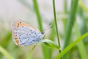 Images Dated 26th June 2013: Macro image of a butterfly