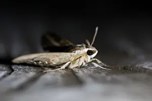 Images Dated 25th April 2019: Macro image of a butterfly