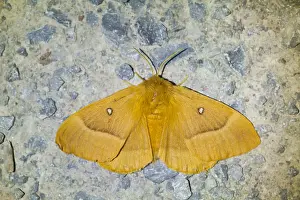Images Dated 5th August 2013: Macro image of a butterfly