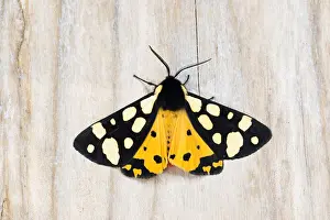 Corsica Prints: Macro image of a butterfly