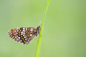 Images Dated 14th June 2019: Macro image of a butterfly