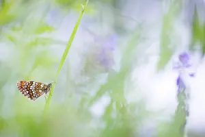 Images Dated 14th June 2019: Macro image of a butterfly