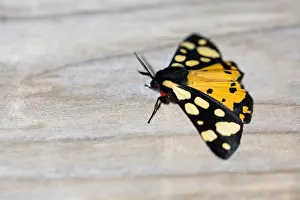 Corsica Prints: Macro image of a butterfly