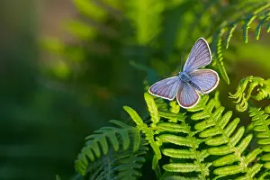 Images Dated 18th July 2018: Macro image of a butterfly