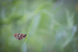 Images Dated 14th June 2019: Macro image of a butterfly