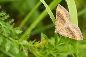 Images Dated 3rd August 2019: Macro image of a butterfly