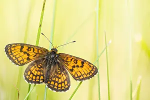 Images Dated 25th May 2019: Macro image of a butterfly
