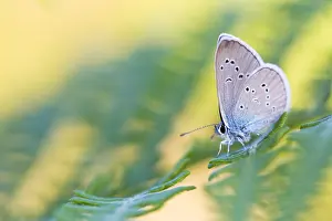 Images Dated 18th July 2018: Macro image of a butterfly
