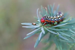 Images Dated 14th August 2013: Macro image of a butterfly