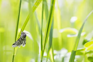 Images Dated 15th June 2019: Macro image of a butterfly