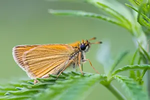 Images Dated 2nd June 2012: Macro image of a butterfly