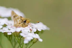 Images Dated 11th July 2018: Macro image of a butterfly