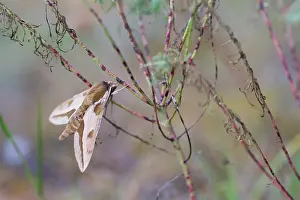 Images Dated 14th August 2013: Macro image of a butterfly