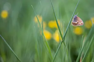 Images Dated 14th June 2019: Macro image of a butterfly