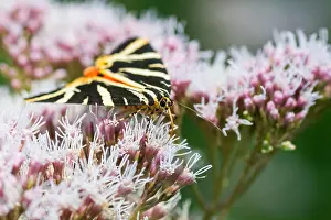 Images Dated 6th August 2013: Macro image of a butterfly