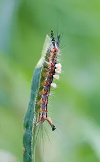 Images Dated 26th June 2013: Macro image of a butterfly