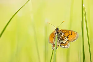 Images Dated 25th May 2019: Macro image of a butterfly