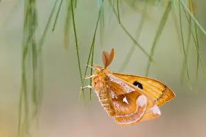 Images Dated 13th April 2014: Macro image of a butterfly