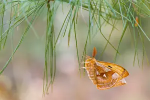 Images Dated 13th April 2014: Macro image of a butterfly