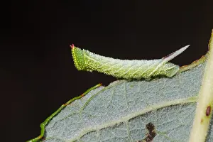 Images Dated 14th July 2013: Macro image of a butterfly