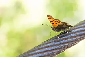 Slovenia Prints: Macro image of a butterfly