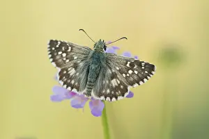Images Dated 7th August 2019: Macro image of a butterfly