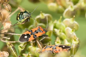 Images Dated 19th August 2019: Macro image of a butterfly