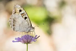 Images Dated 10th August 2019: Macro image of a butterfly