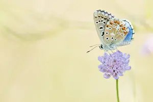 Images Dated 7th August 2019: Macro image of a butterfly