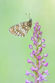 Images Dated 22nd May 2011: Macro image of a butterfly