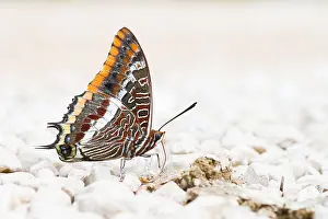 Images Dated 11th September 2014: Macro image of a butterfly