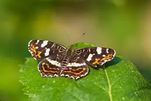 Images Dated 29th June 2009: Macro image of a butterfly