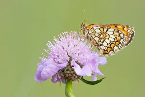Images Dated 16th May 2011: Macro image of a butterfly