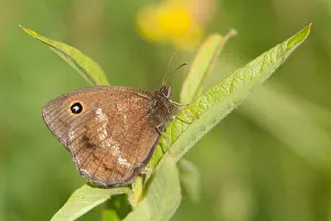 Images Dated 20th July 2009: Macro image of a butterfly