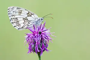 Images Dated 11th July 2009: Macro image of a butterfly